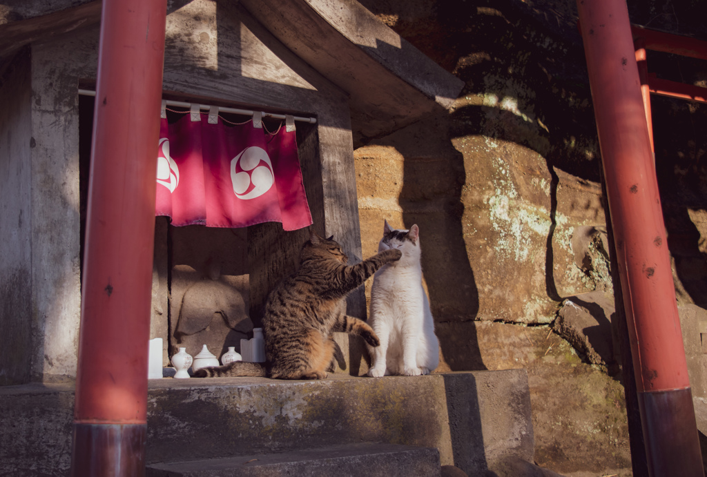 ねこぱんち