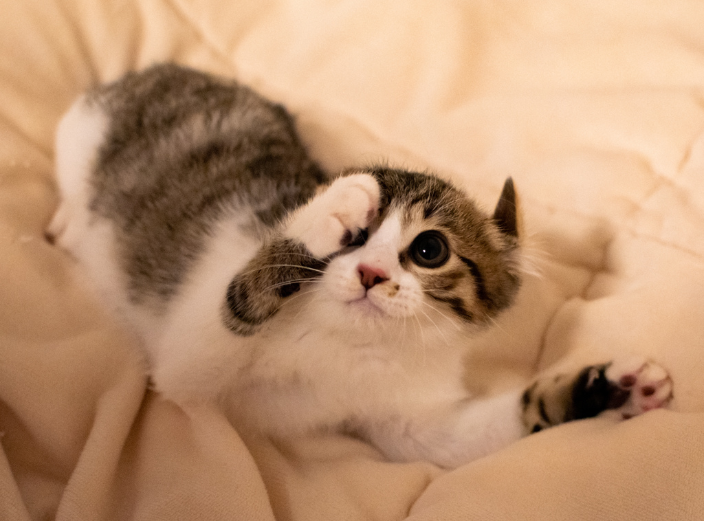 我が家の猫たち