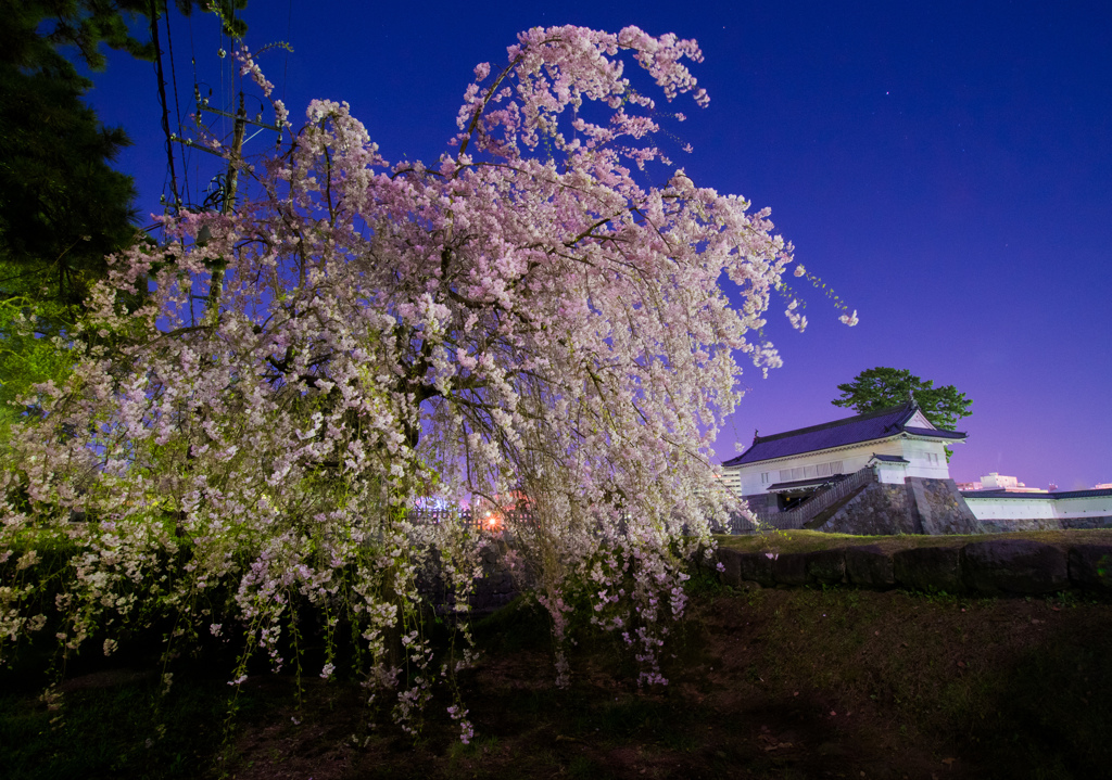 夜桜と城