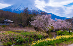 一富士 二桜 三水仙