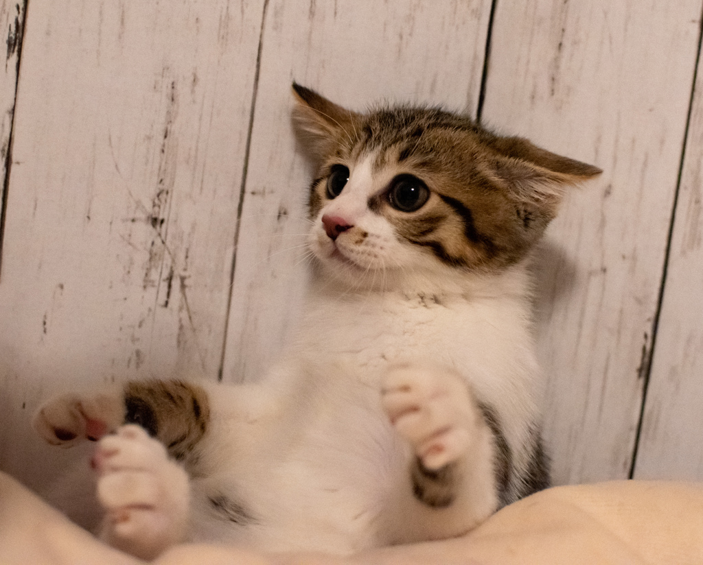 我が家の猫たち