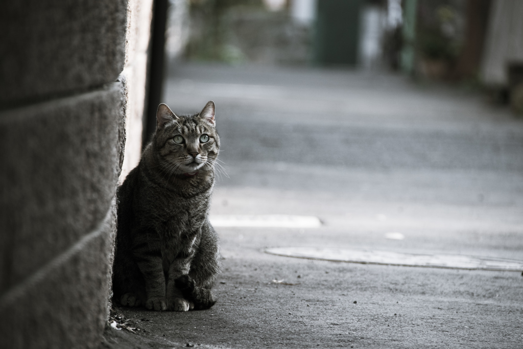 路地裏の猫