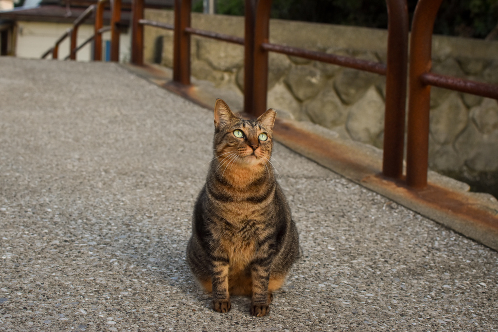 夕暮れにゃんこ