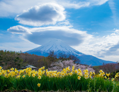 一富士 二桜 三水仙