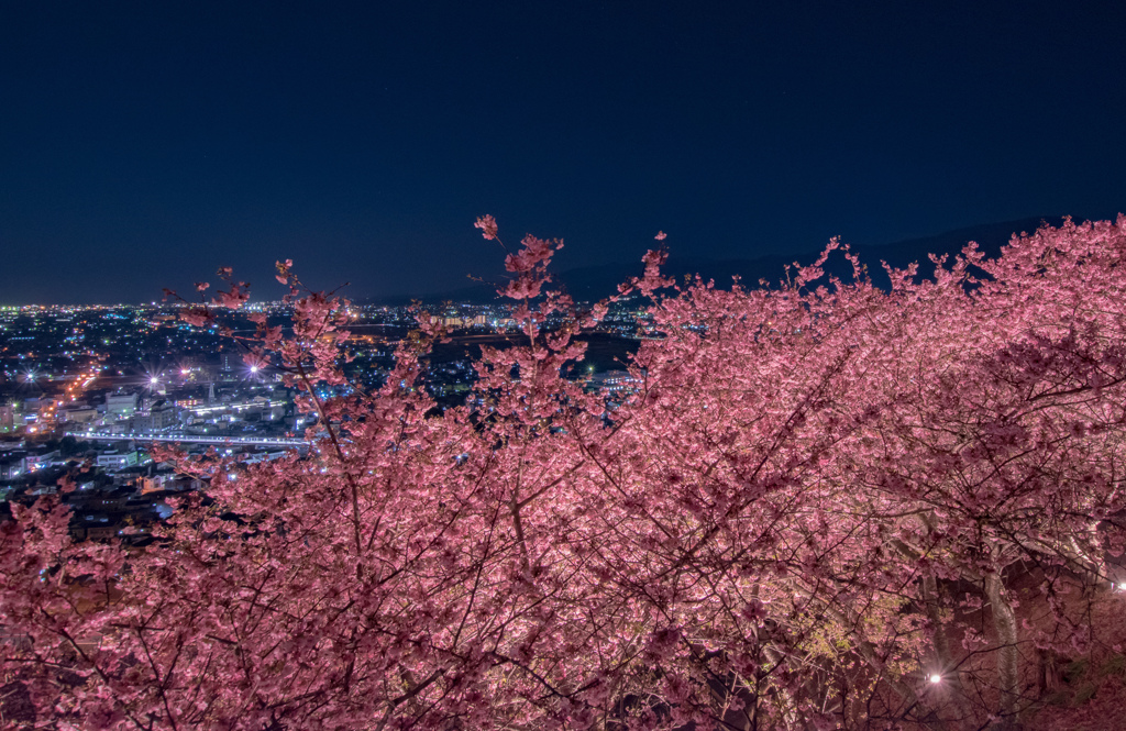 夜桜