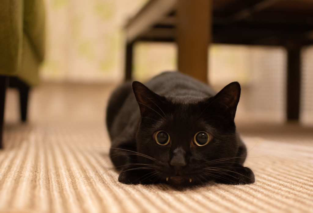 我が家の猫たち