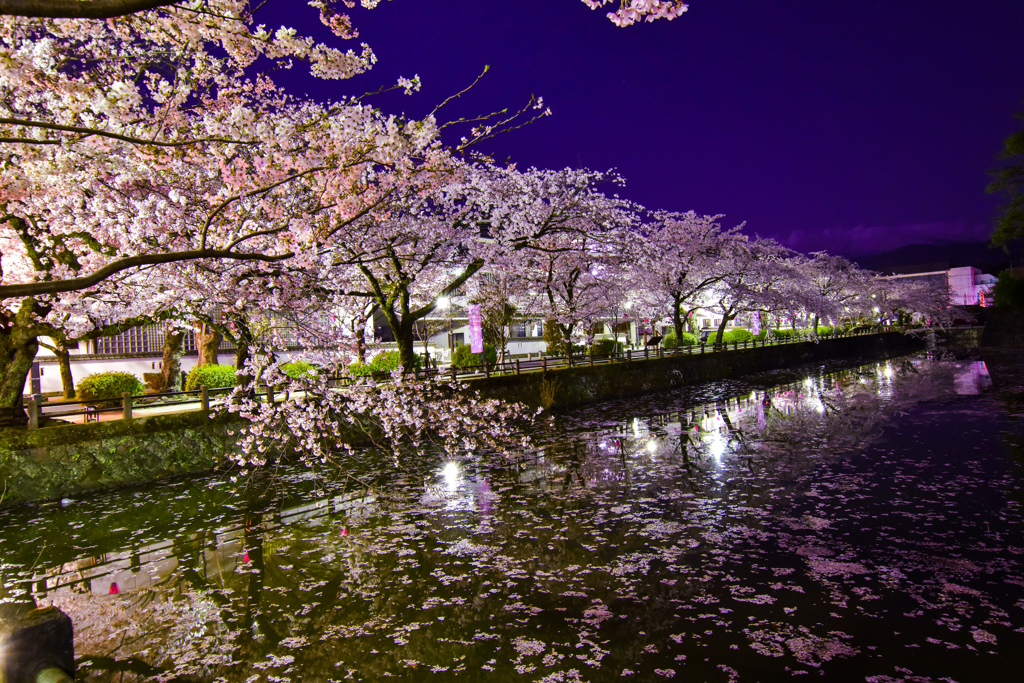 夜桜とお堀