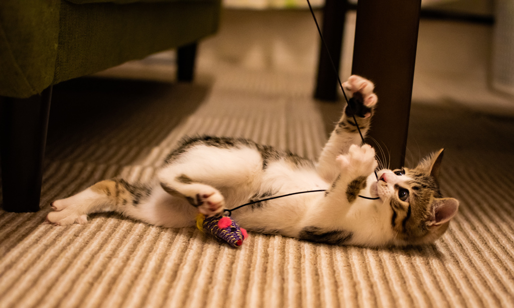 我が家の猫たち