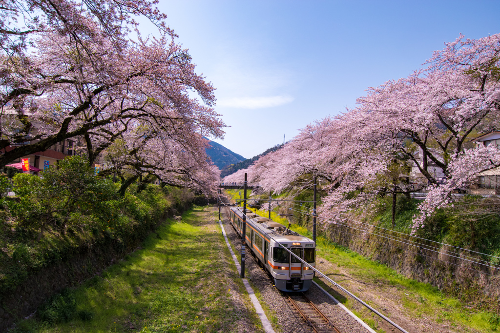 桜と御殿場線