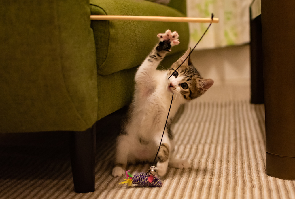 我が家の猫たち