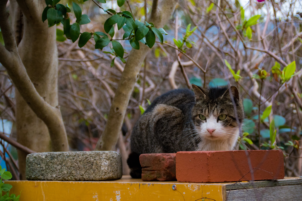 ねこさん