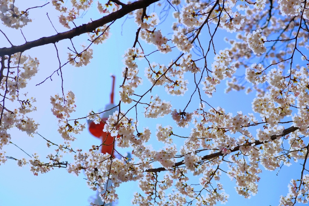 桜とタワー？