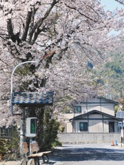 桜と公衆電話