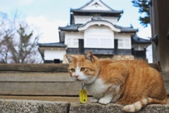 備中松山城　猫城主さんじゅーろー