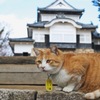 備中松山城　猫城主さんじゅーろー