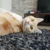 癒し