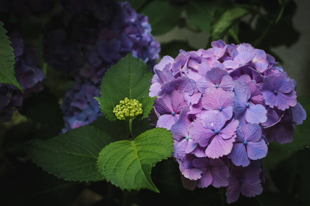 紫陽花
