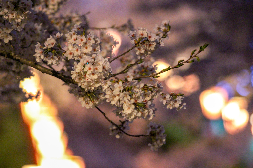 夜桜7