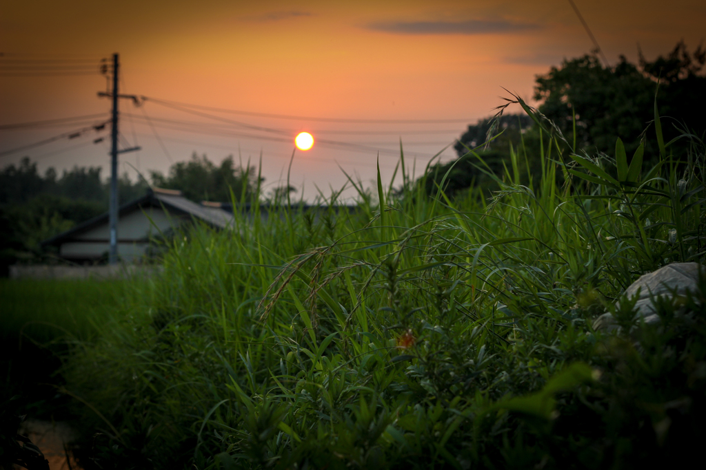 夕日と雑草