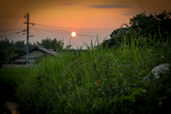 夕日と雑草