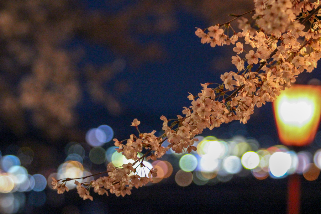 夜桜8