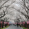 久世トンネル桜