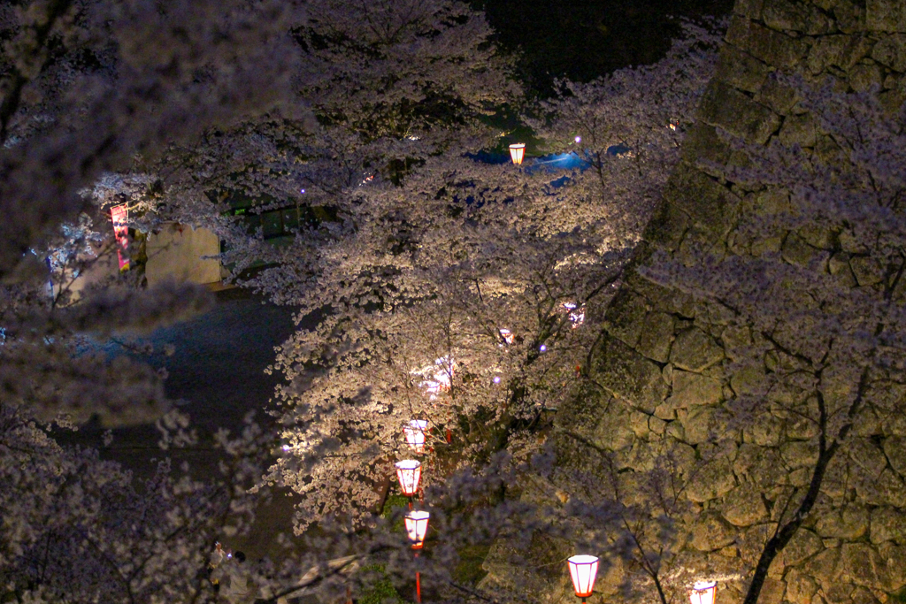 夜桜6