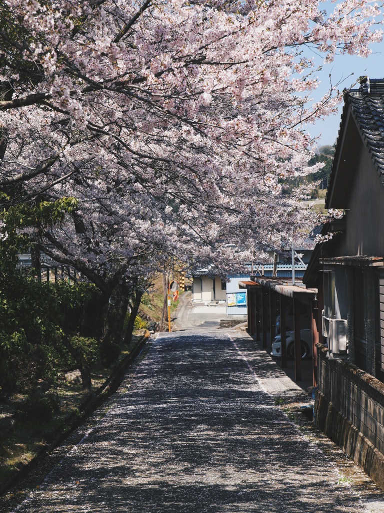 桜のトンネル