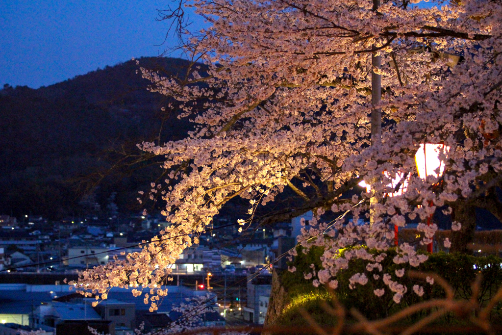 夜桜5