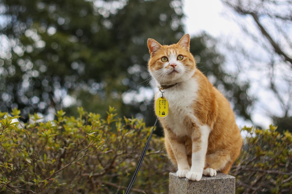 備中松山城　猫城主さんじゅーろーその2