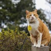 備中松山城　猫城主さんじゅーろーその2