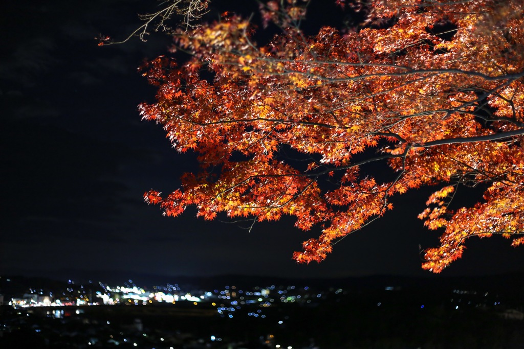 津山城もみじまつり  その5