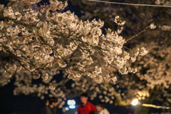 夜桜9