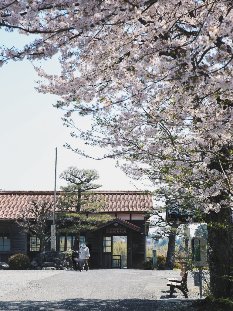 桜と駅舎