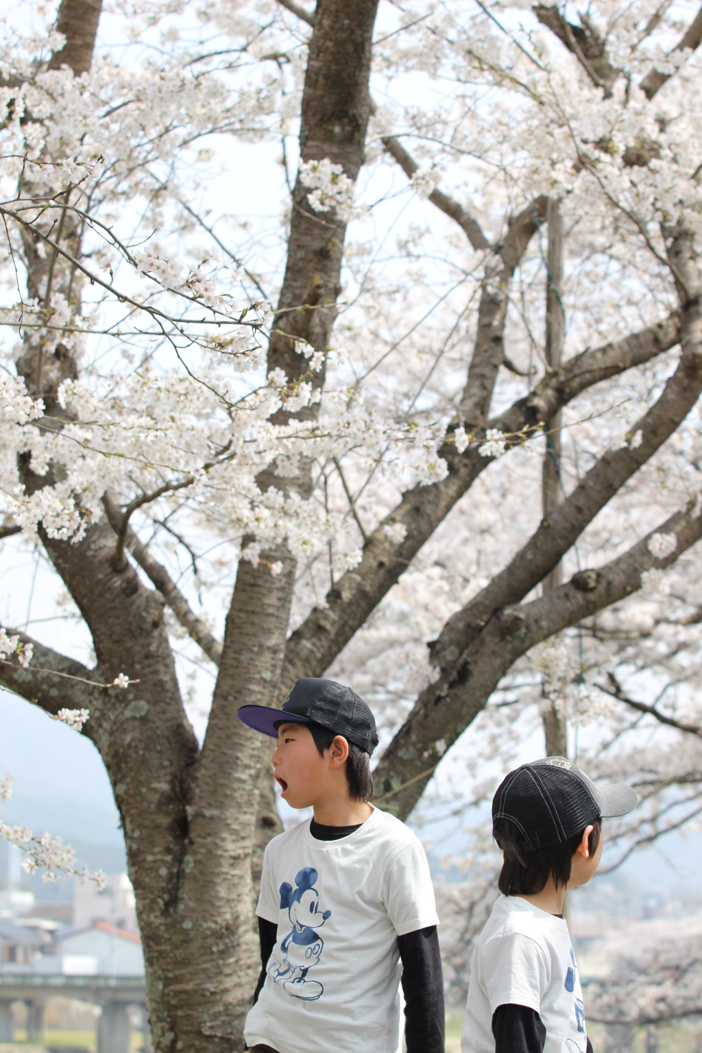 桜と息子達