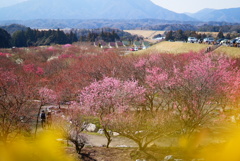 梅の時期お手つき 「2分咲き」