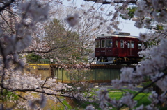 桜の窓から