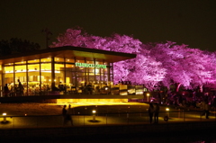 スタバと夜桜