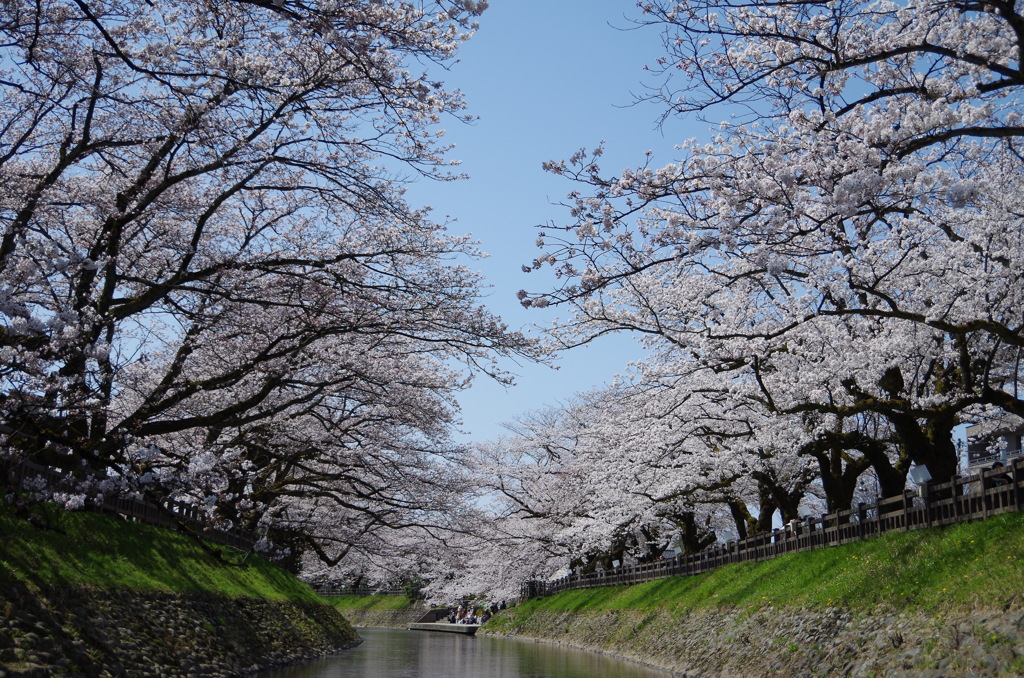 富山松川べり桜