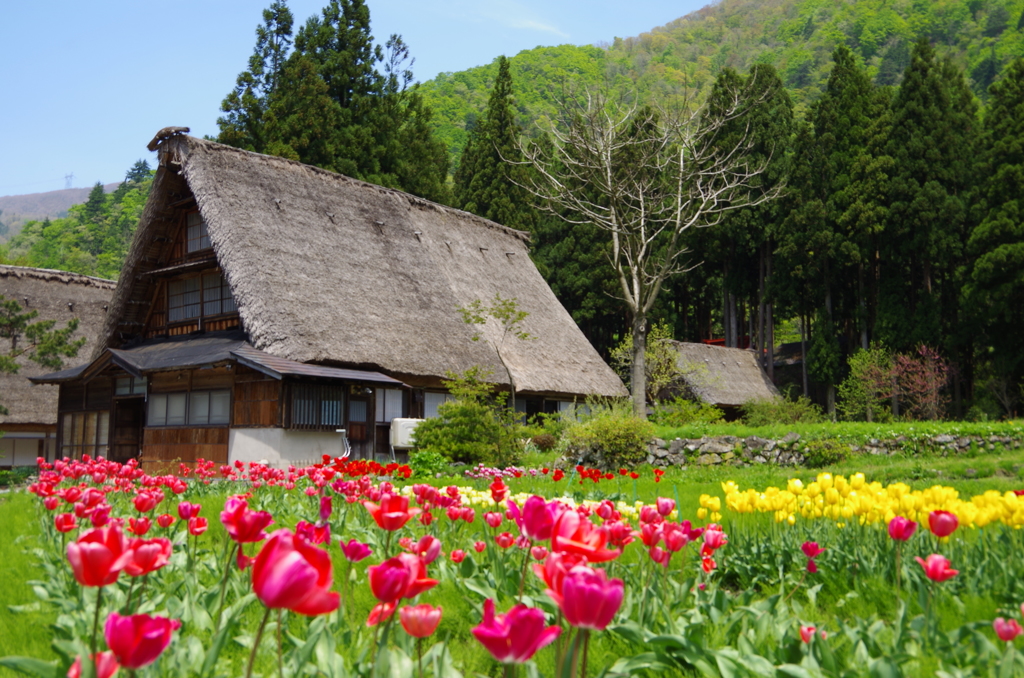 五箇山の春