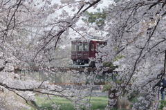 阪急電車の春