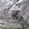 阪急電車の春