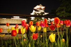 夜チューリップ