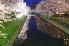 夜桜とセントラム