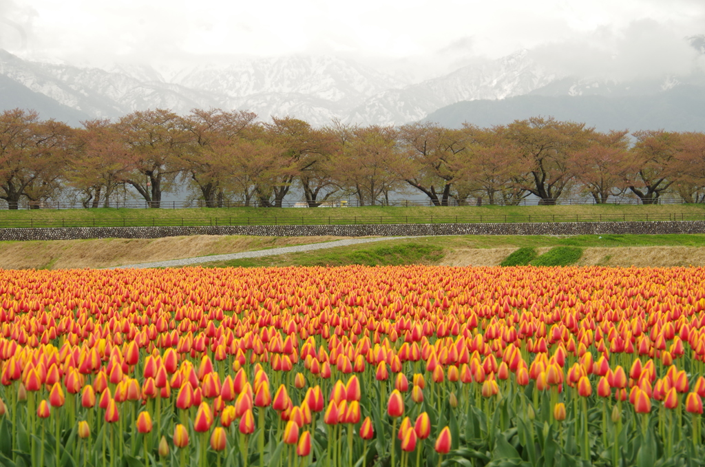 まだ寒い春の日