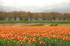 まだ寒い春の日