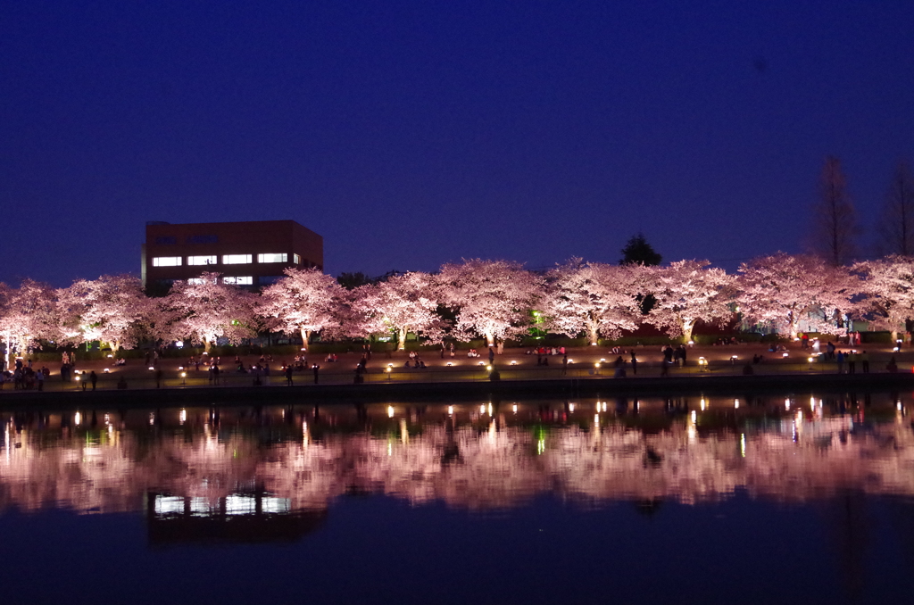 ライトアップ桜