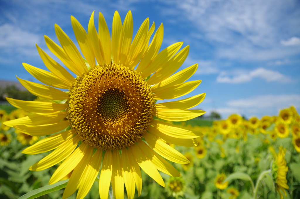 夏の太陽のごとく