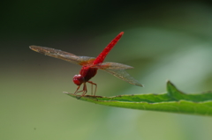 押すなよ~絶対押すなよ~