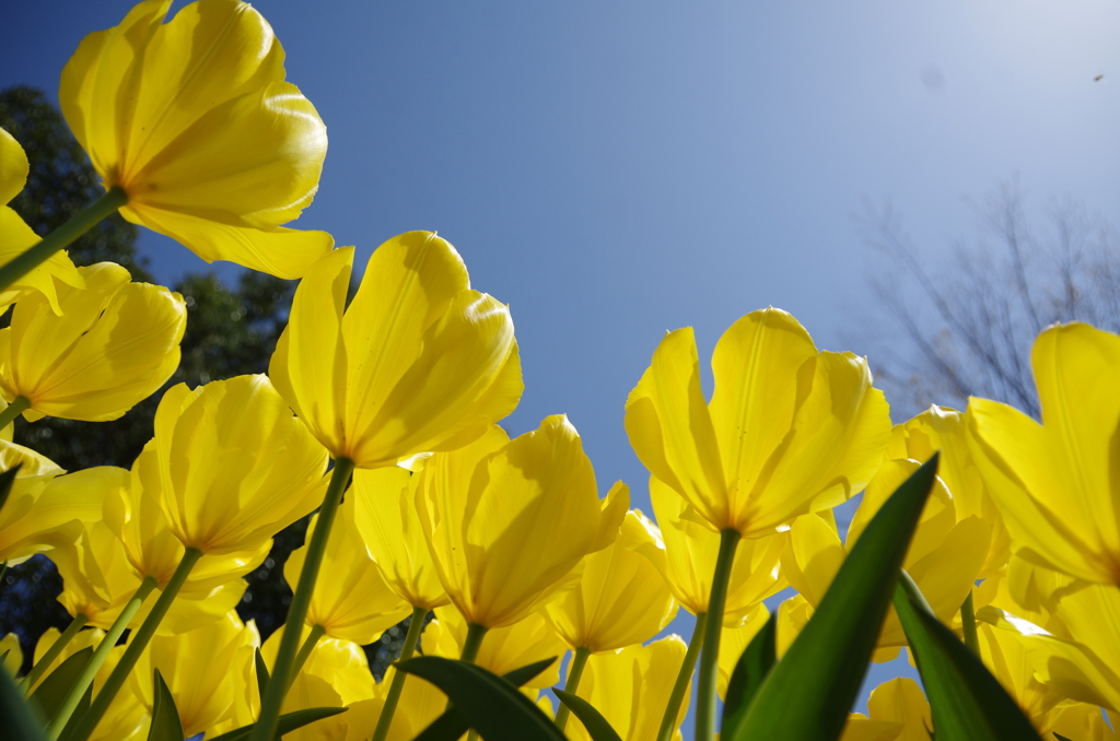 手のひらを太陽に
